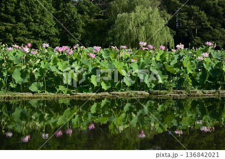 古河市総合公園の池に投影する大賀ハスの花畑 古河市総合公園の池に投影する大賀ハスの花畑 136842021