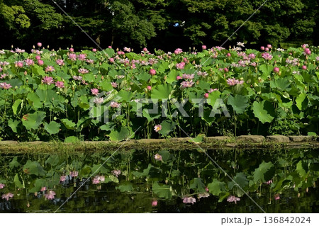 古河市総合公園の池に投影する大賀ハスの花畑 古河市総合公園の池に投影する大賀ハスの花畑 136842024