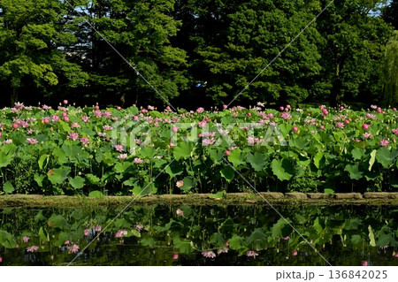 古河市総合公園の池に投影する大賀ハスの花畑 古河市総合公園の池に投影する大賀ハスの花畑 136842025