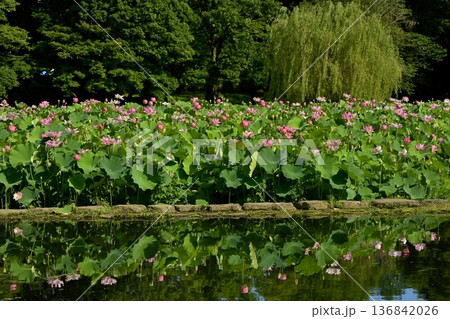 古河市総合公園の池に投影する大賀ハスの花畑 古河市総合公園の池に投影する大賀ハスの花畑 136842026