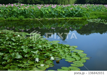 古河市総合公園のスイレン咲く池に投影する大賀ハスの花畑 古河市総合公園のスイレン咲く池に投影する大賀ハスの花畑 136842031