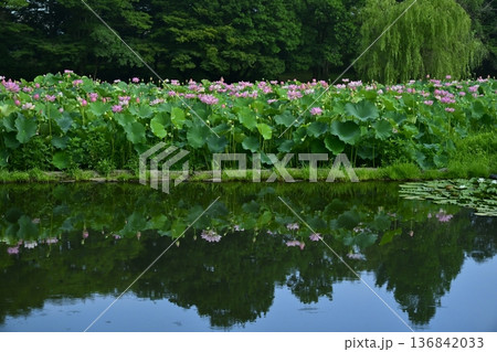古河市総合公園のスイレン咲く池に投影する大賀ハスの花畑 古河市総合公園のスイレン咲く池に投影する大賀ハスの花畑 136842033