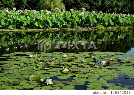 古河市総合公園のスイレン咲く池に投影する大賀ハスの花畑 古河市総合公園のスイレン咲く池に投影する大賀ハスの花畑 136842038