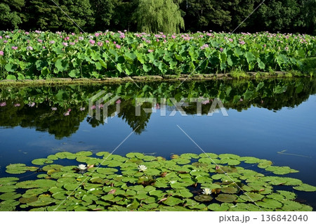 古河市総合公園のスイレン咲く池に投影する大賀ハスの花畑 136842040