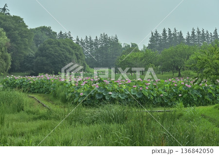 古河市総合公園の大賀ハスの花畑 136842050