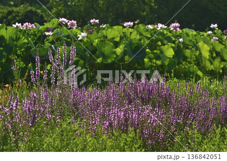 古河市総合公園のミソハギと大賀ハスの花畑 136842051