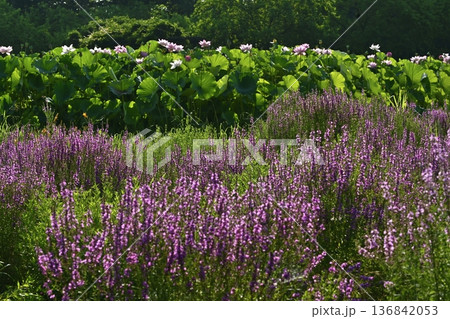 古河市総合公園のミソハギと大賀ハスの花畑 古河市総合公園のミソハギと大賀ハスの花畑 136842053
