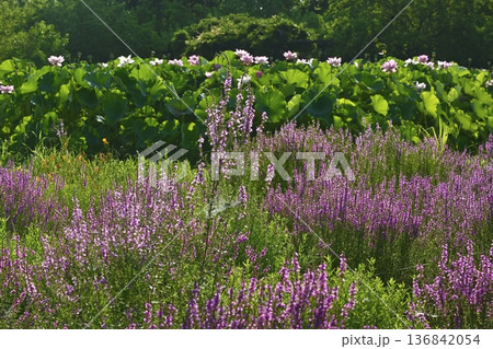 古河市総合公園のミソハギと大賀ハスの花畑 136842054