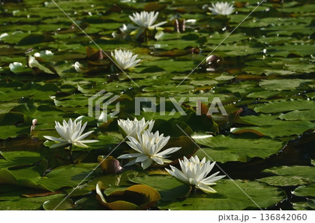 古河市総合公園のスイレンの花 古河市総合公園のスイレンの花 136842060