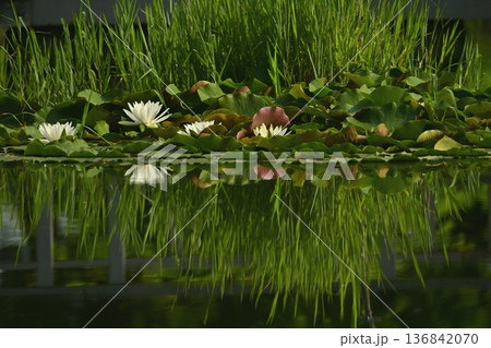 古河市総合公園の池に投影するスイレンの花 古河市総合公園の池に投影するスイレンの花 136842070