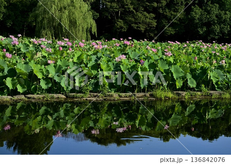 古河市総合公園の池に投影する大賀ハスの花畑 136842076