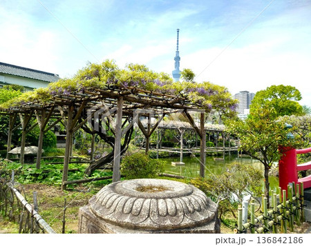 亀戸天神の藤棚とスカイツリー 136842186