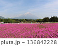 河口湖町の富士芝桜まつり1 136842228