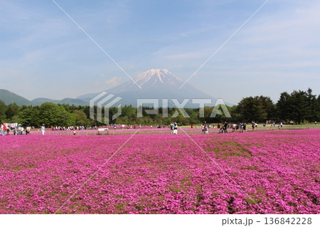 河口湖町の富士芝桜まつり1 136842228