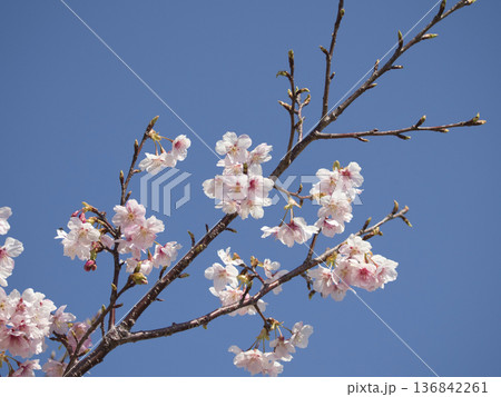 官軍塚の河津桜 官軍塚の河津桜 136842261