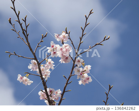 官軍塚の河津桜 136842262