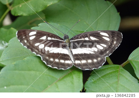 コミスジ 136842285