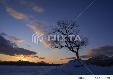 冬の朝焼けの丘に立つ木 136842286