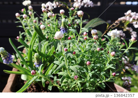 花かんざしとムスカリの寄せ植え 136842357