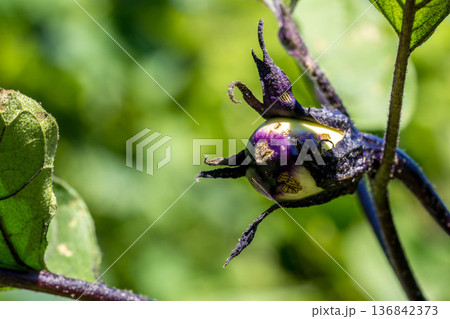 茄子は成る 茄子は成る 136842373