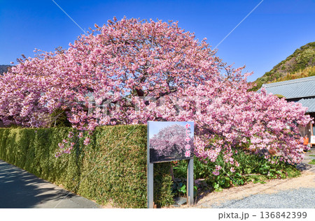 河津桜「かじやの桜」 136842399