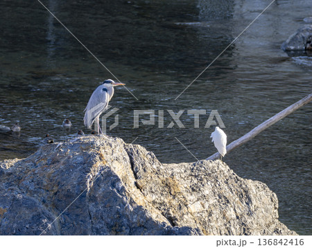 川の岩に立つアオサギ 136842416