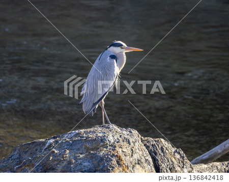 川の岩に立つアオサギ 136842418
