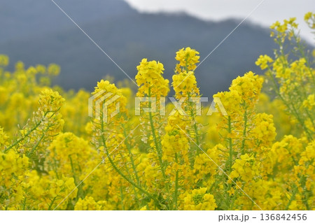 菜の花　岡山　笠岡ベイファーム 136842456