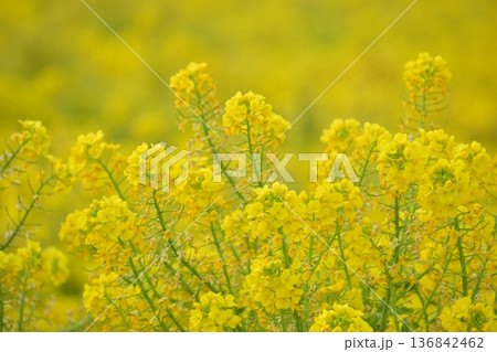 菜の花 岡山 笠岡ベイファーム 菜の花 岡山 笠岡ベイファーム 136842462