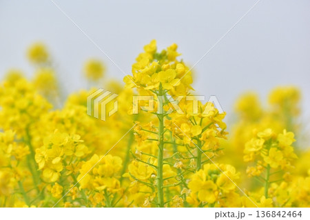 菜の花　岡山　笠岡ベイファーム 136842464