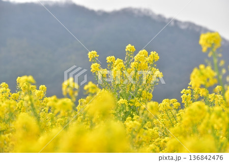 菜の花　岡山　笠岡ベイファーム 136842476