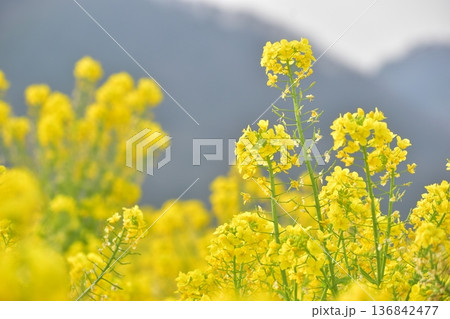 菜の花　岡山　笠岡ベイファーム 136842477