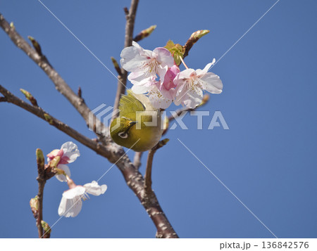河津桜とメジロ 136842576
