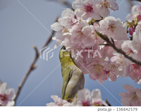 河津桜とメジロ 136842579