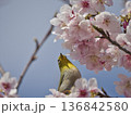 河津桜とメジロ 136842580