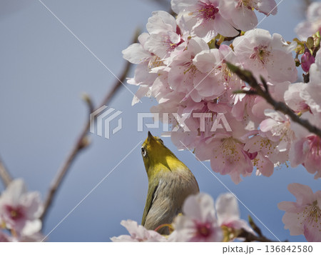 河津桜とメジロ 河津桜とメジロ 136842580