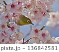 河津桜とメジロ 136842581