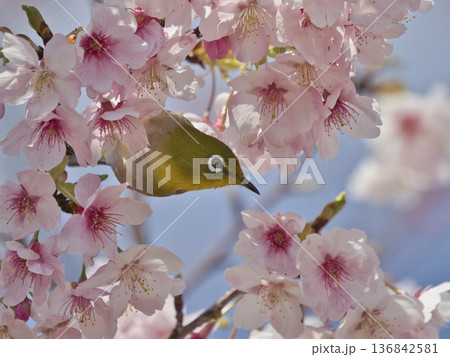 河津桜とメジロ 136842581