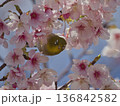 河津桜とメジロ 136842582