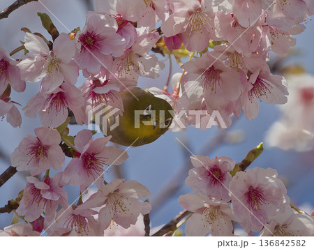 河津桜とメジロ 136842582