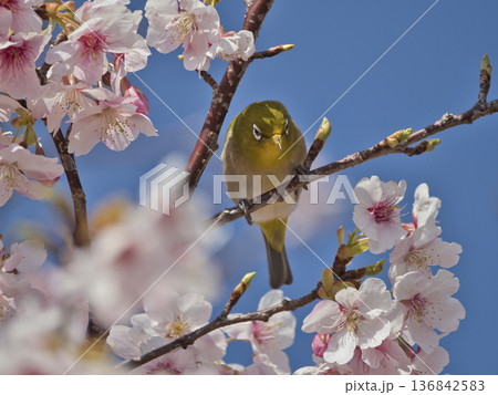 河津桜とメジロ 136842583