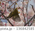 河津桜とメジロ 136842585