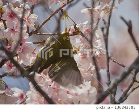 河津桜とメジロ 136842585