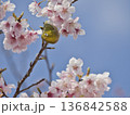 河津桜とメジロ 136842588