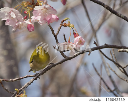 河津桜とメジロ 136842589