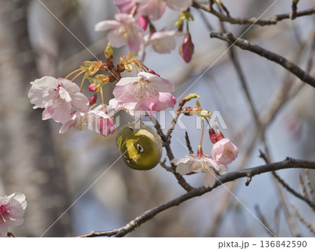 河津桜とメジロ 136842590