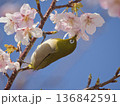 河津桜とメジロ 136842591