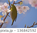 河津桜とメジロ 136842592