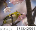 河津桜とメジロ 136842594