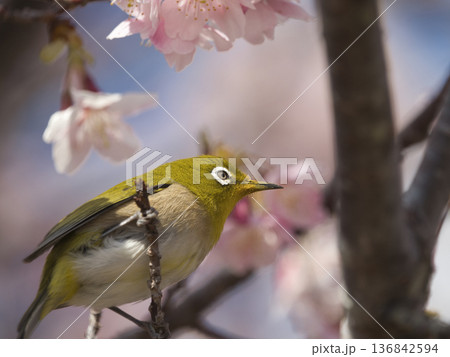 河津桜とメジロ 136842594